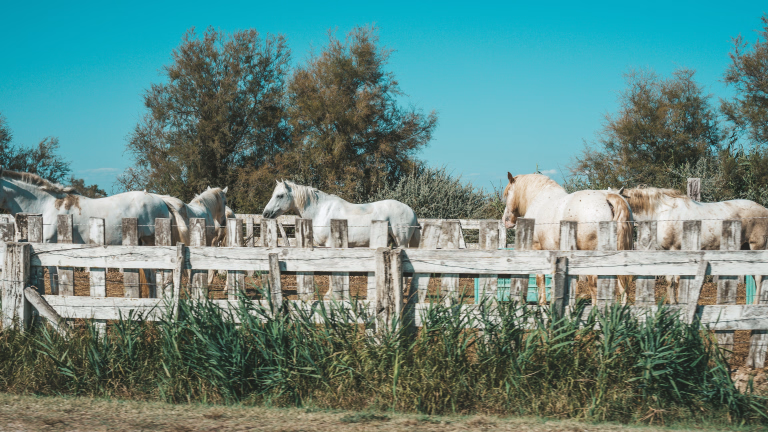 Séjours randonnée équestre en Camargue