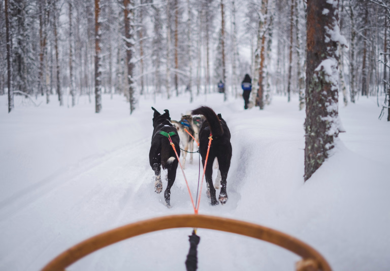 Chien de traineau en Laponie en famille
