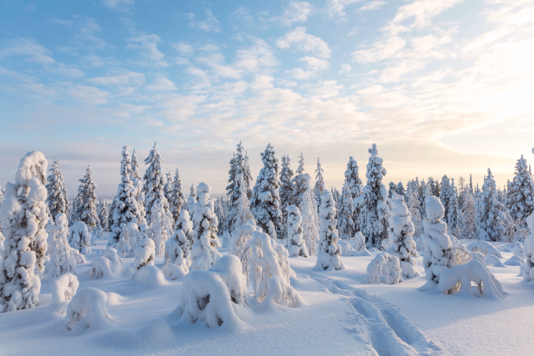 Quelles activités à faire l'hiver en Laponie ?