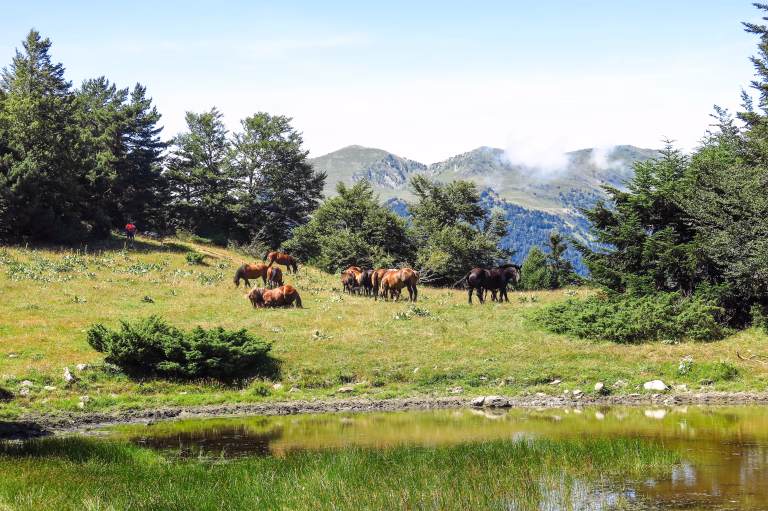 Chevaux en Catalogne
