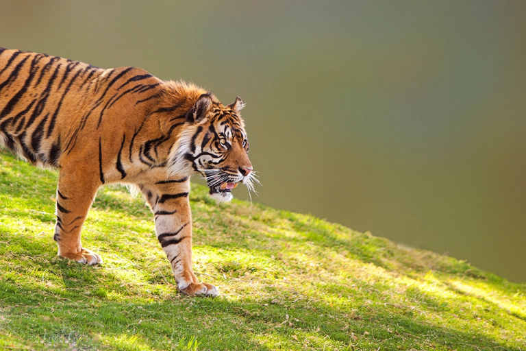 Nos séjours randonnée et trek à Sumatra