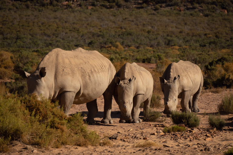 Nos séjours avec safari