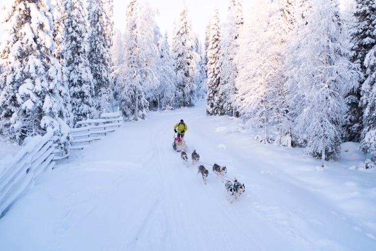 Chiens de traineaux en Laponie