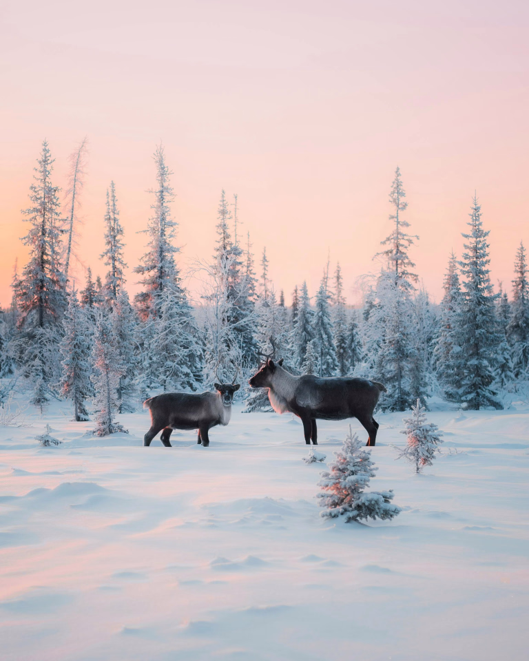 Nos séjours multiactivités hiver en Laponie