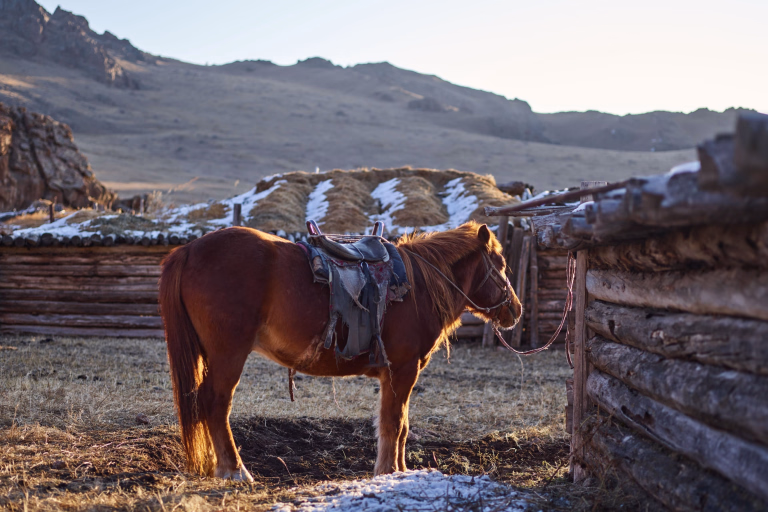 Découvrez nos séjours randonnée équestre en mongolie
