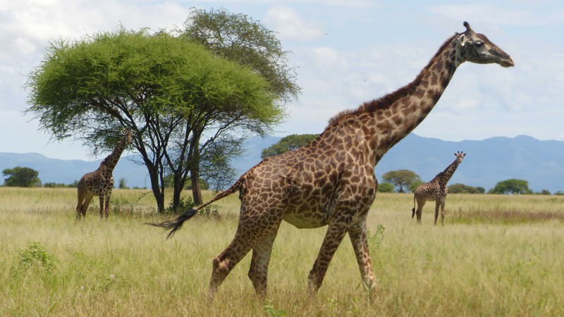 Les girafes du Serengeti