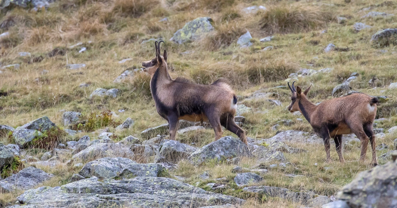 Photo chamois en montagne