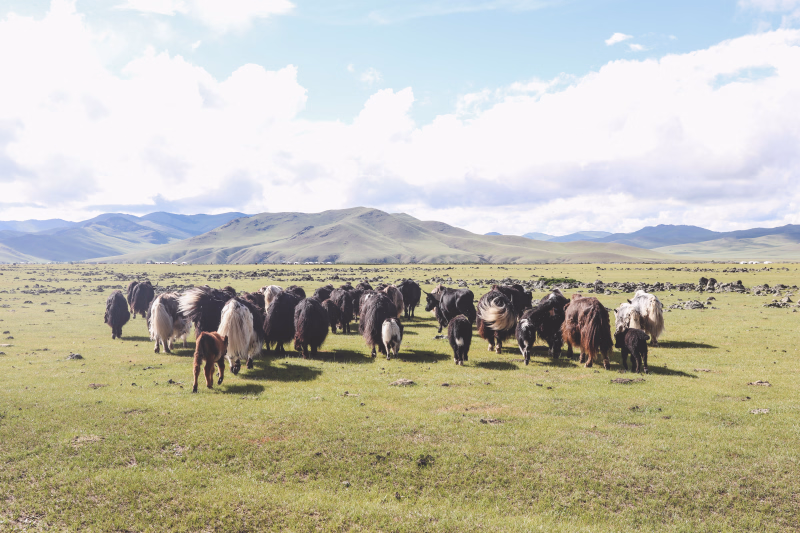 Randonnée à cheval en Mongolie