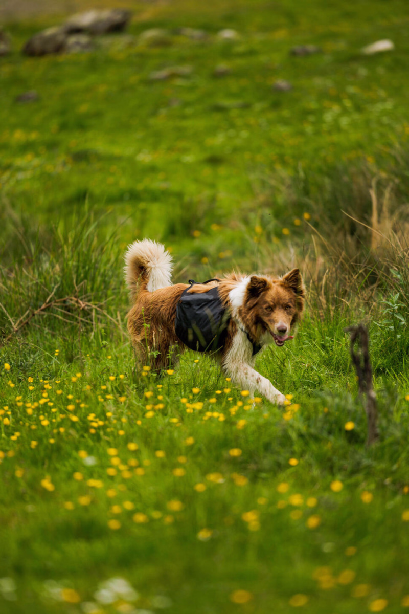 séjour cani-cross