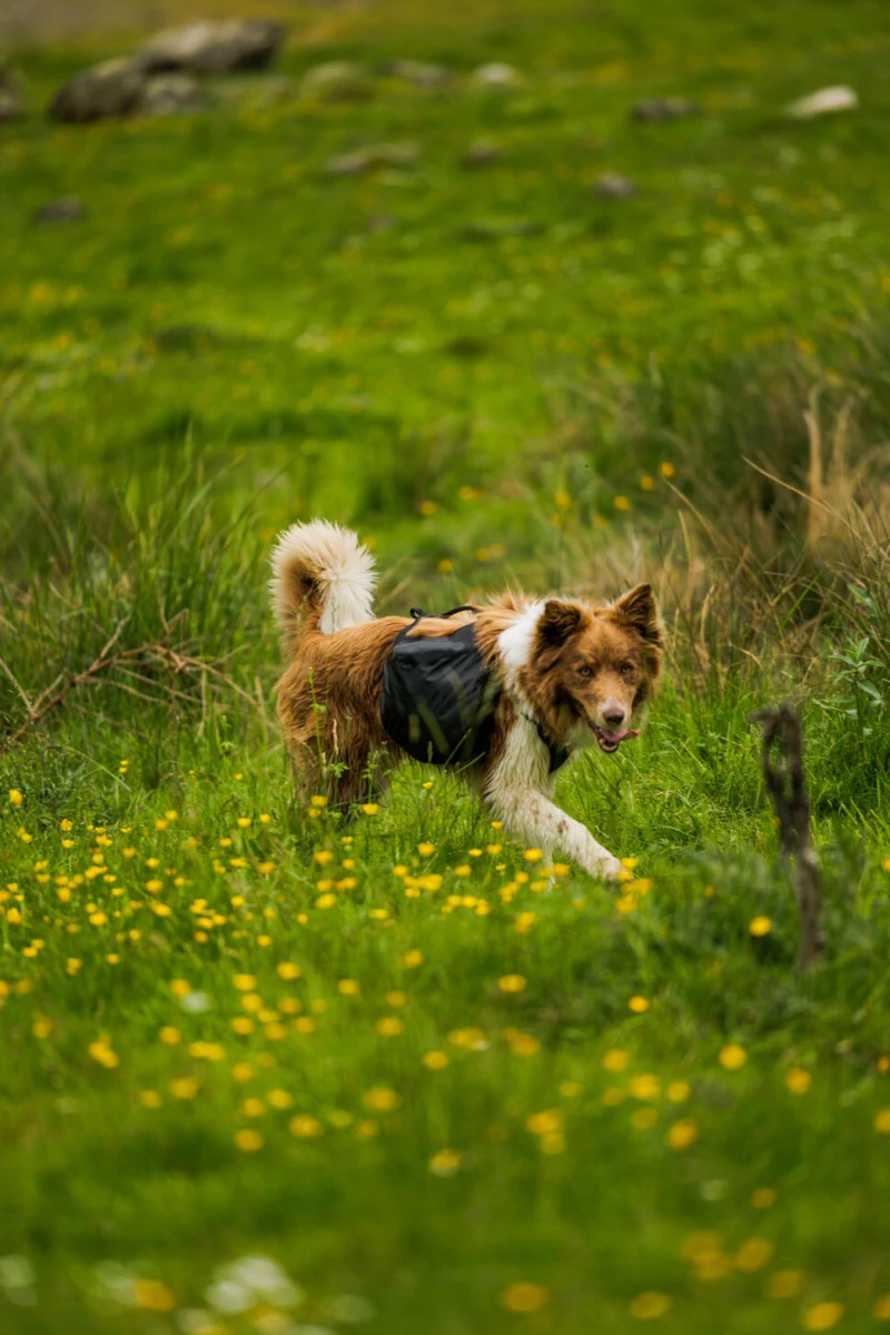 séjour cani-cross