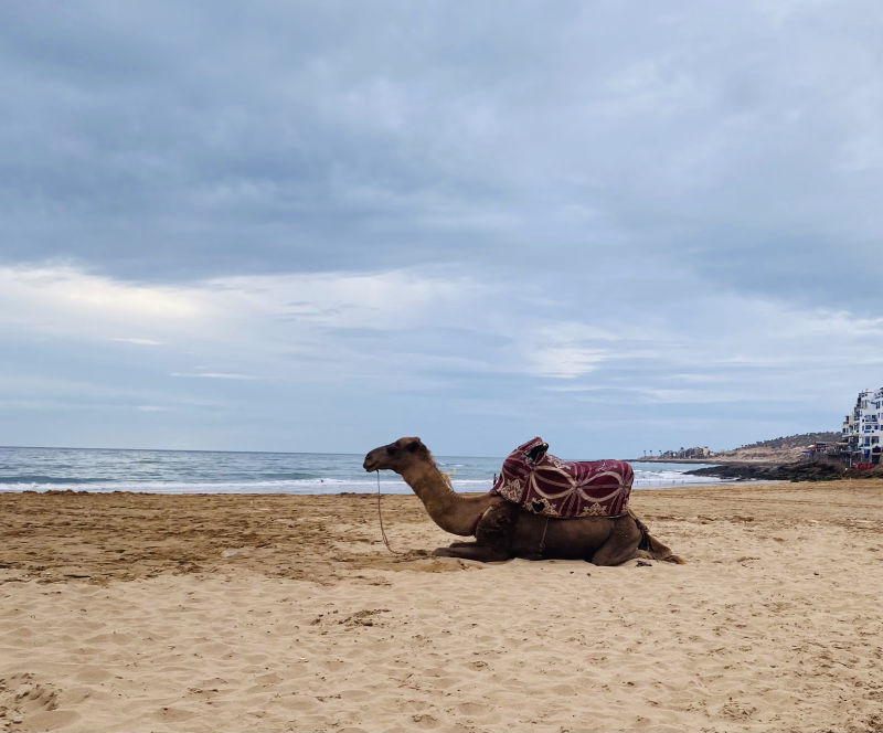 Chameau au Maroc à Taghazout