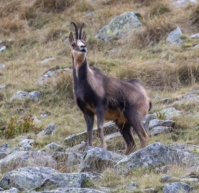 Photo chamois en montagne