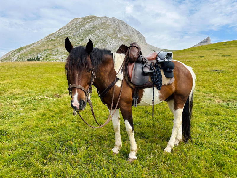 Randonnée équestre dans les Alpes