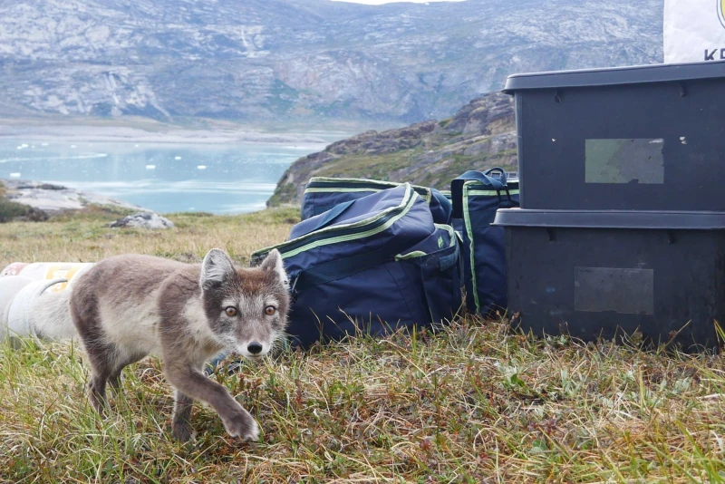 Petit renard curieux au Groenland