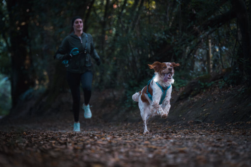 séjour avec son chien