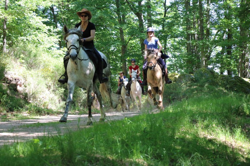 Randonnée à cheval dans les forêts alsaciennes