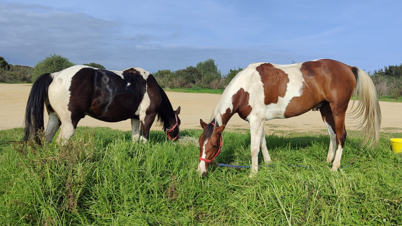 Photo de chevaux pendant une randonnée équestre