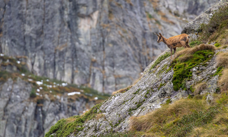 Photo chamois en montagne