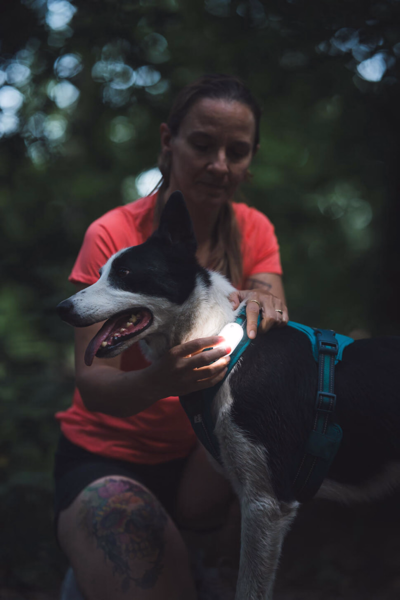 séjour avec son chien