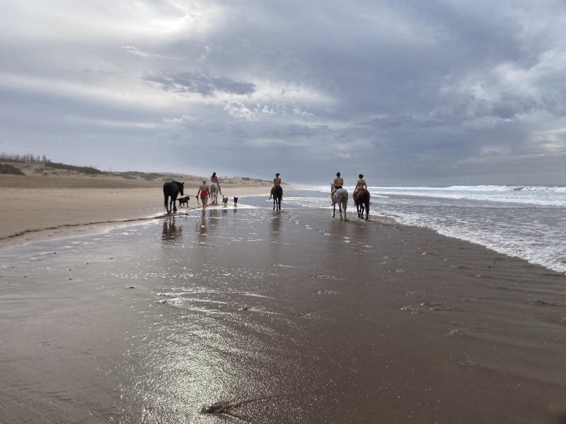 Randonnée équestre entre plages, déserts et palmeraies au Maroc