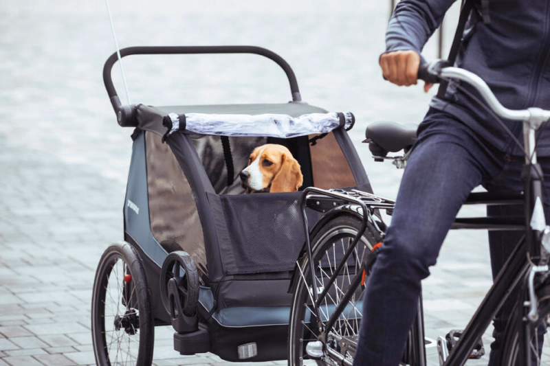 séjour à vélo avec son chien