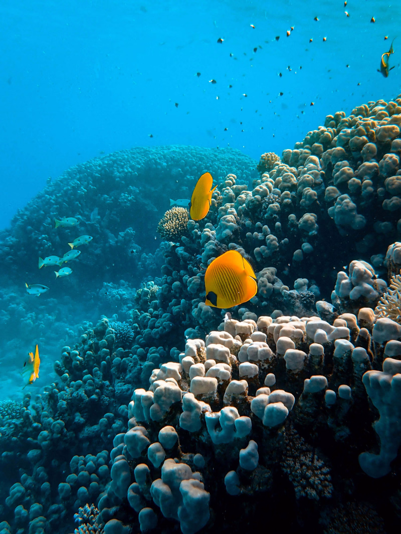 Photo plongée en Mer Rouge