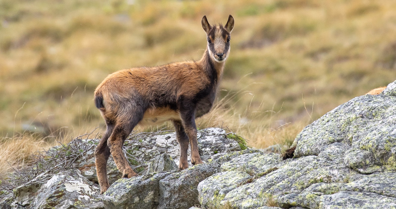 Photo chamois en montagne
