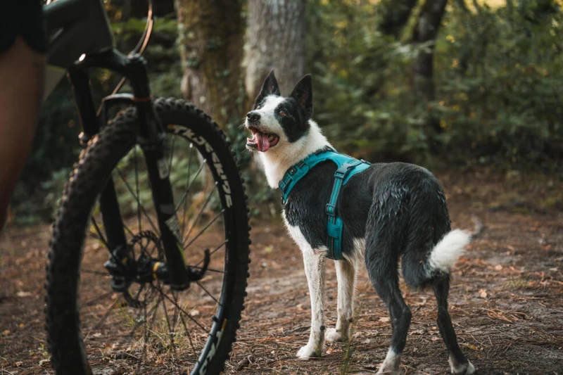 séjour multiactivité chien