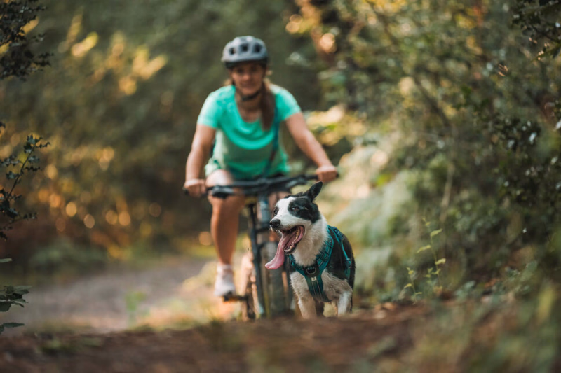 séjour avec son chien