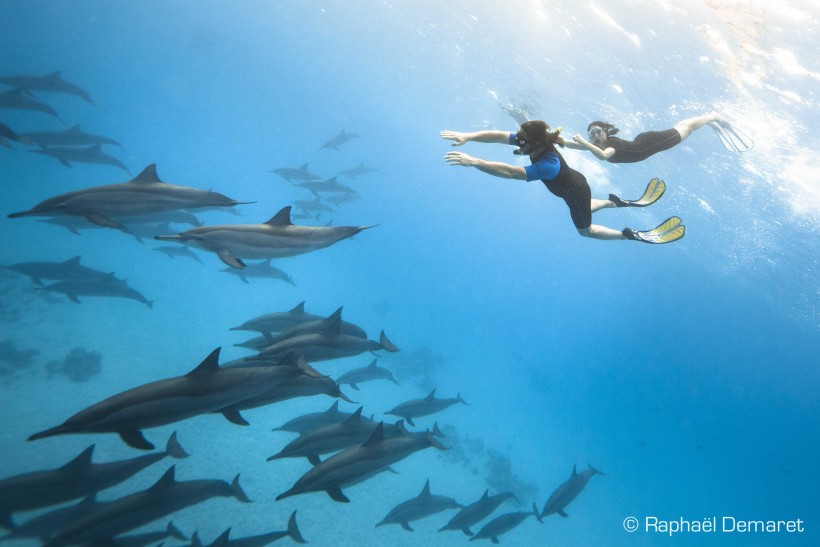 Un rêve réalisé : nager au milieu des dauphins sauvages