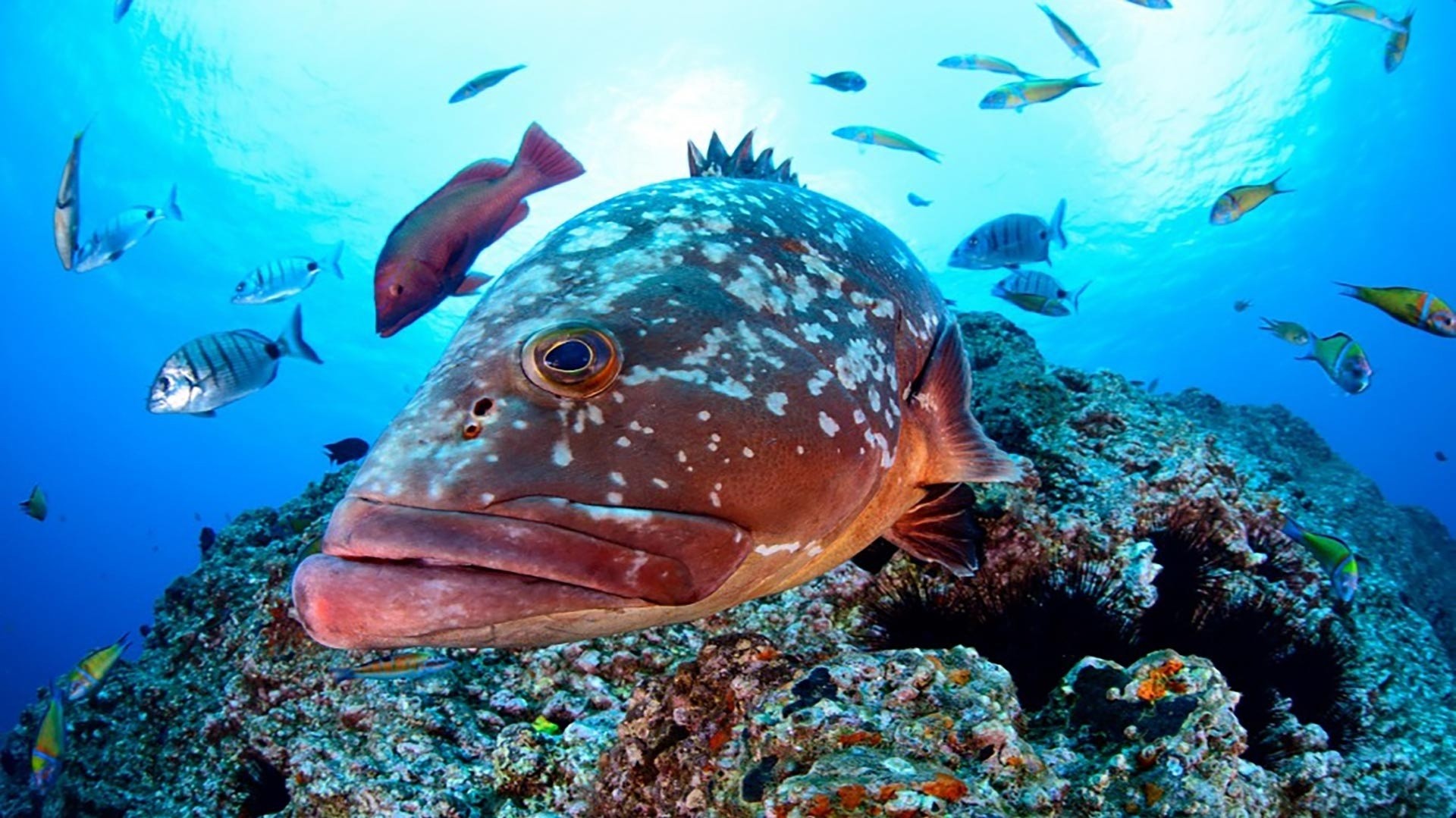 L'équipe de Dune Marseille